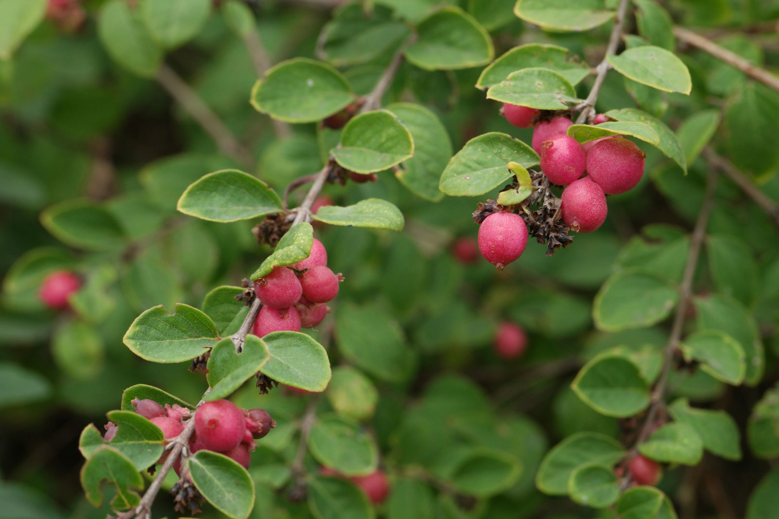 Symphoricarpos doorenbosii