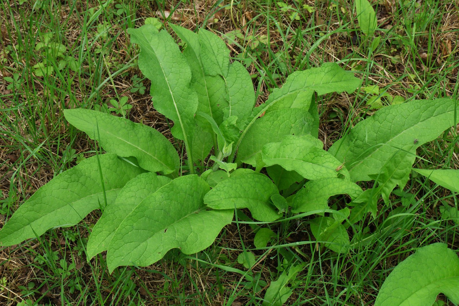 Symphytum officinale