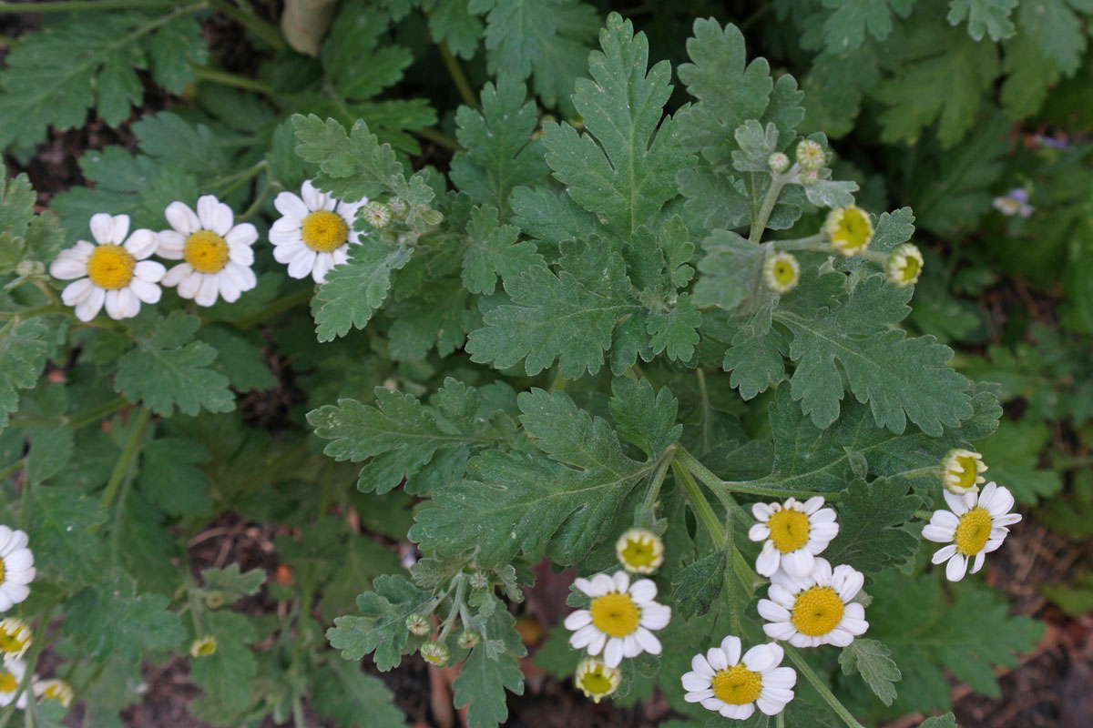 Tanacetum parthenium