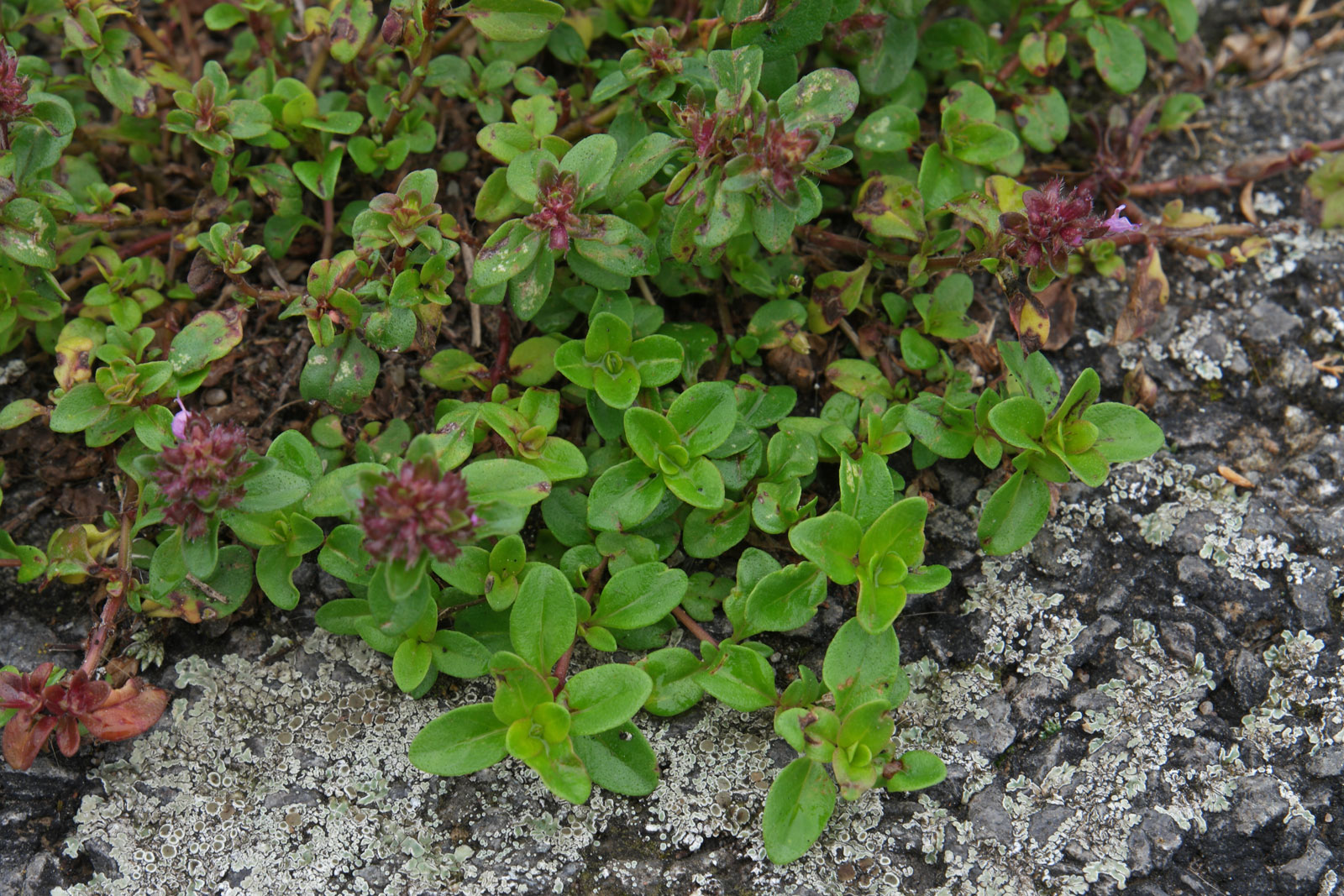 Thymus pulegioides