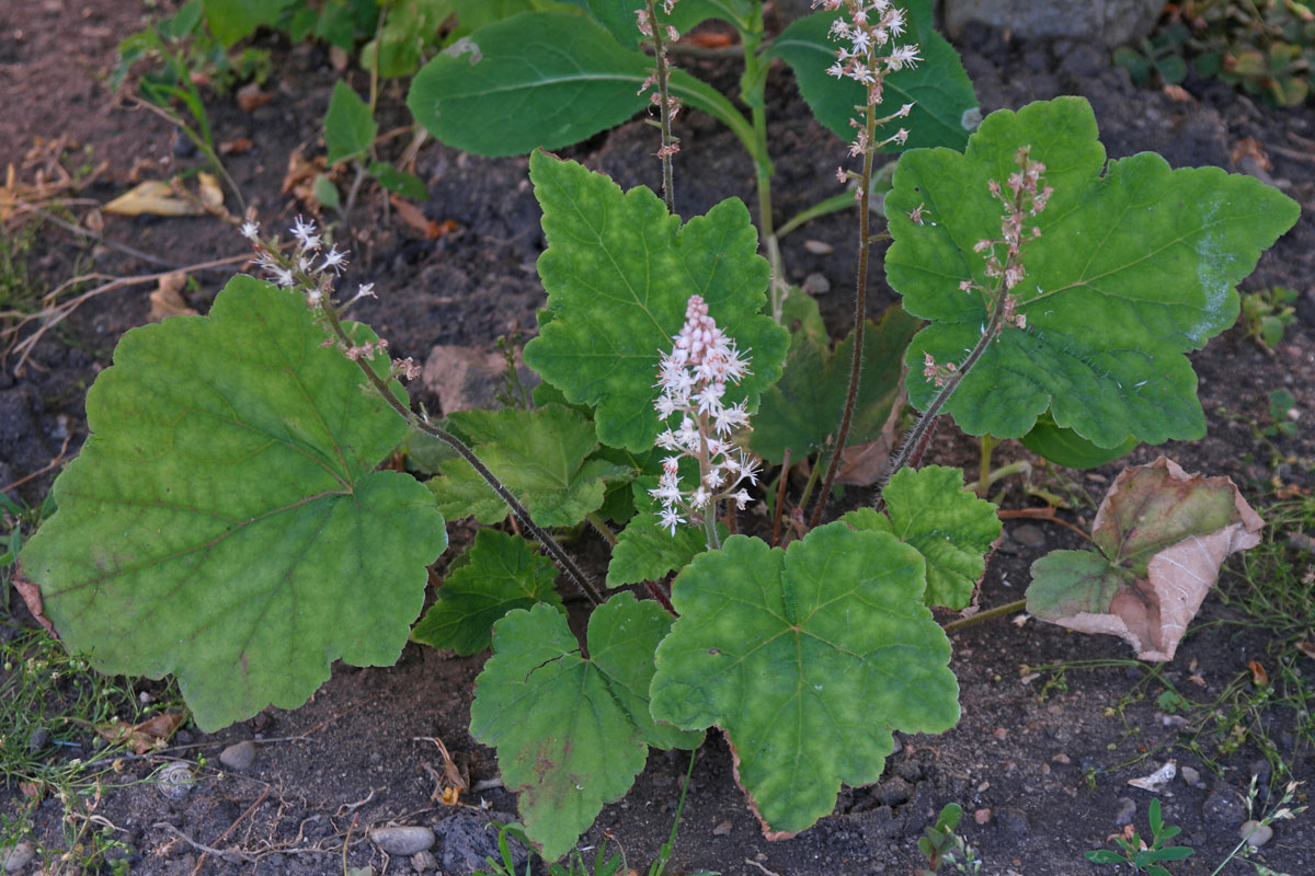 Tiarella cordifolia