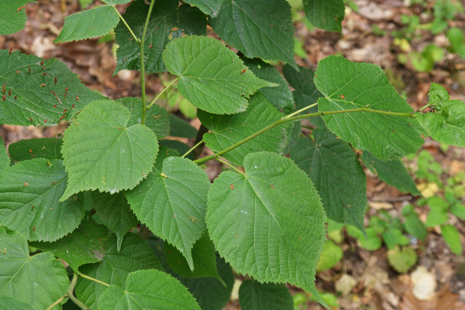 Tilia cordata
