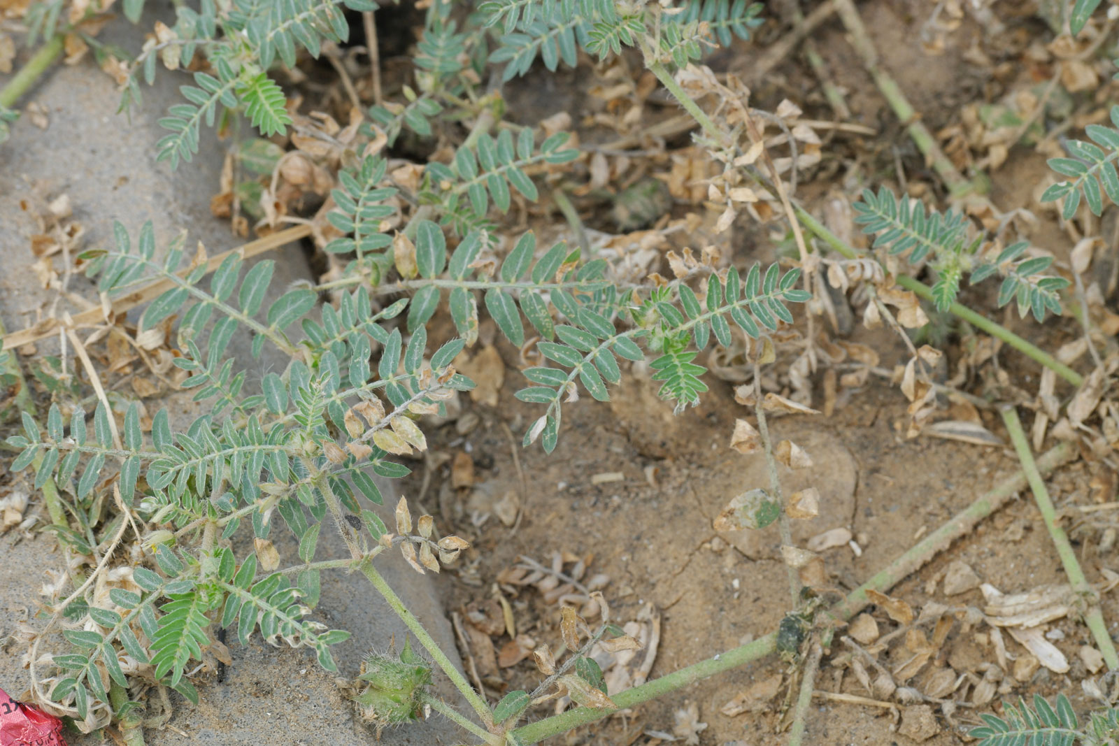Tribulus terrestris