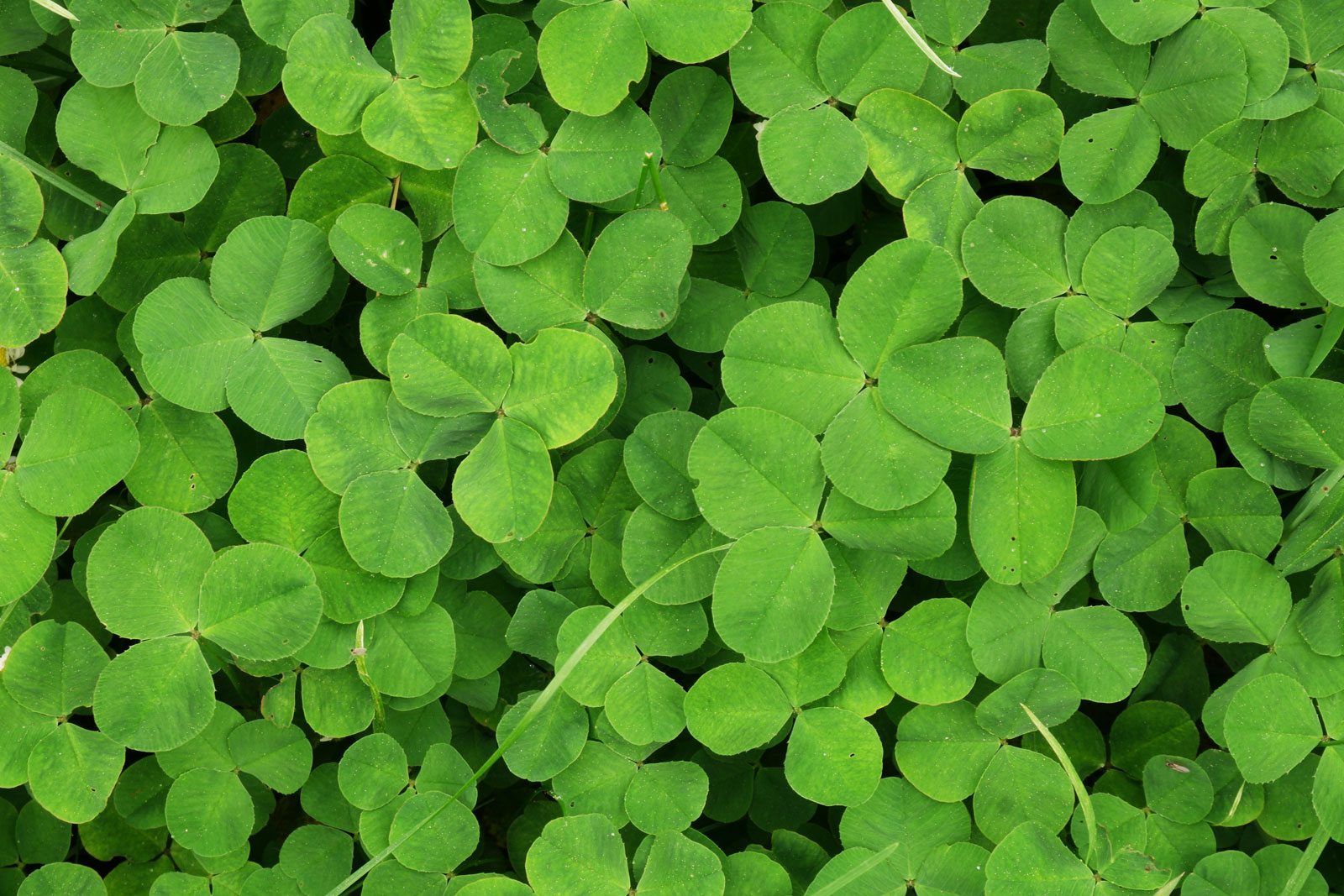 Trifolium repens