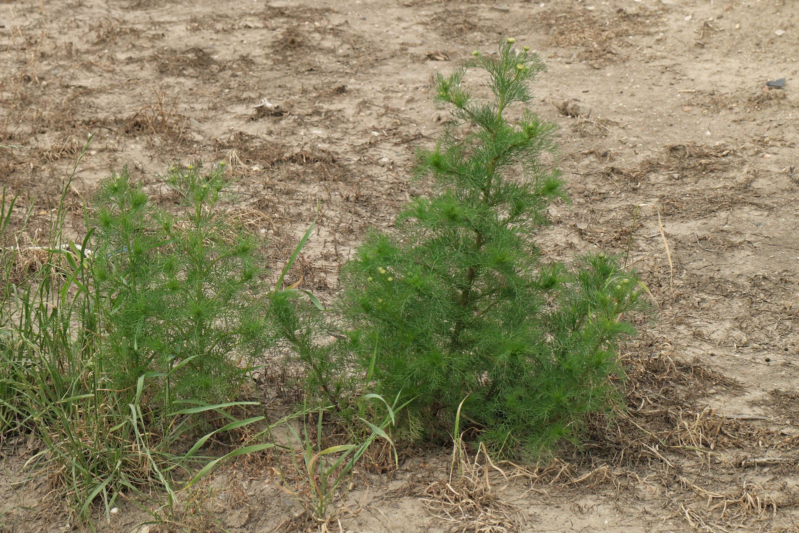 Tripleurospermum inodorum