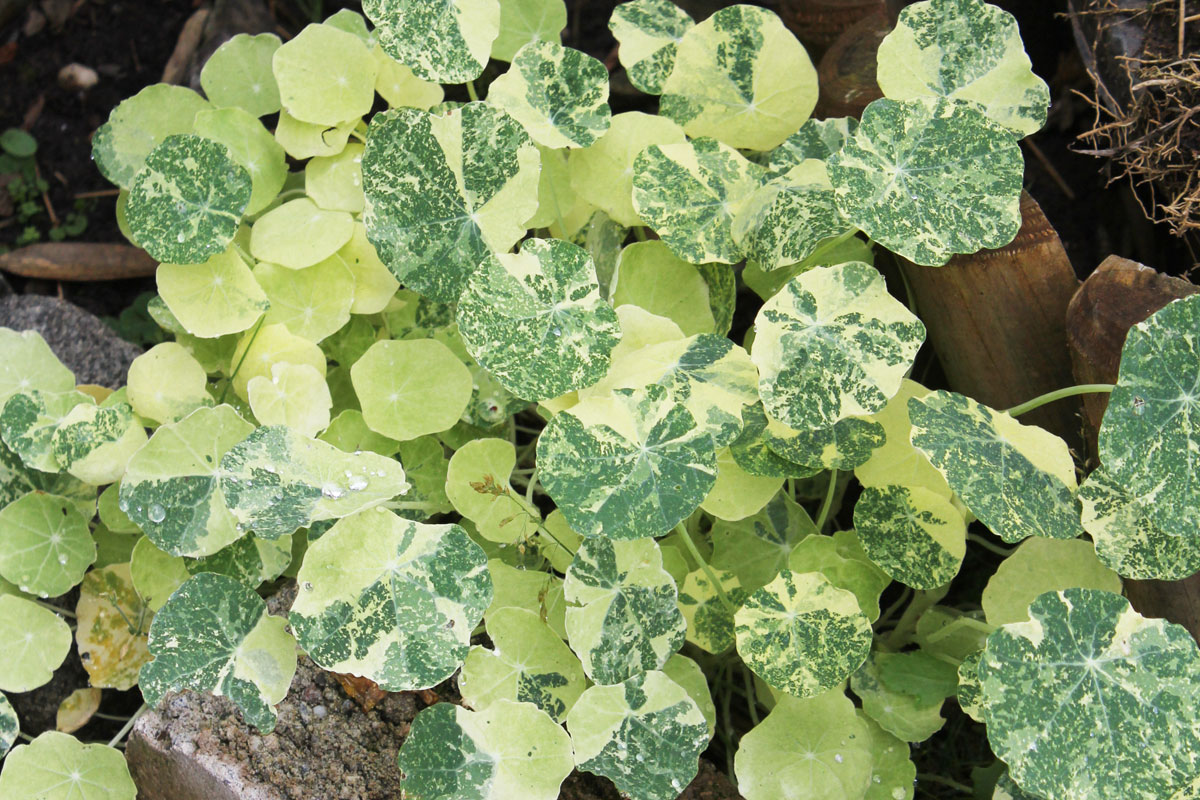 Tropaeolum majus Variegata