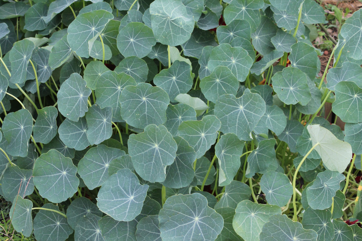 Tropaeolum majus