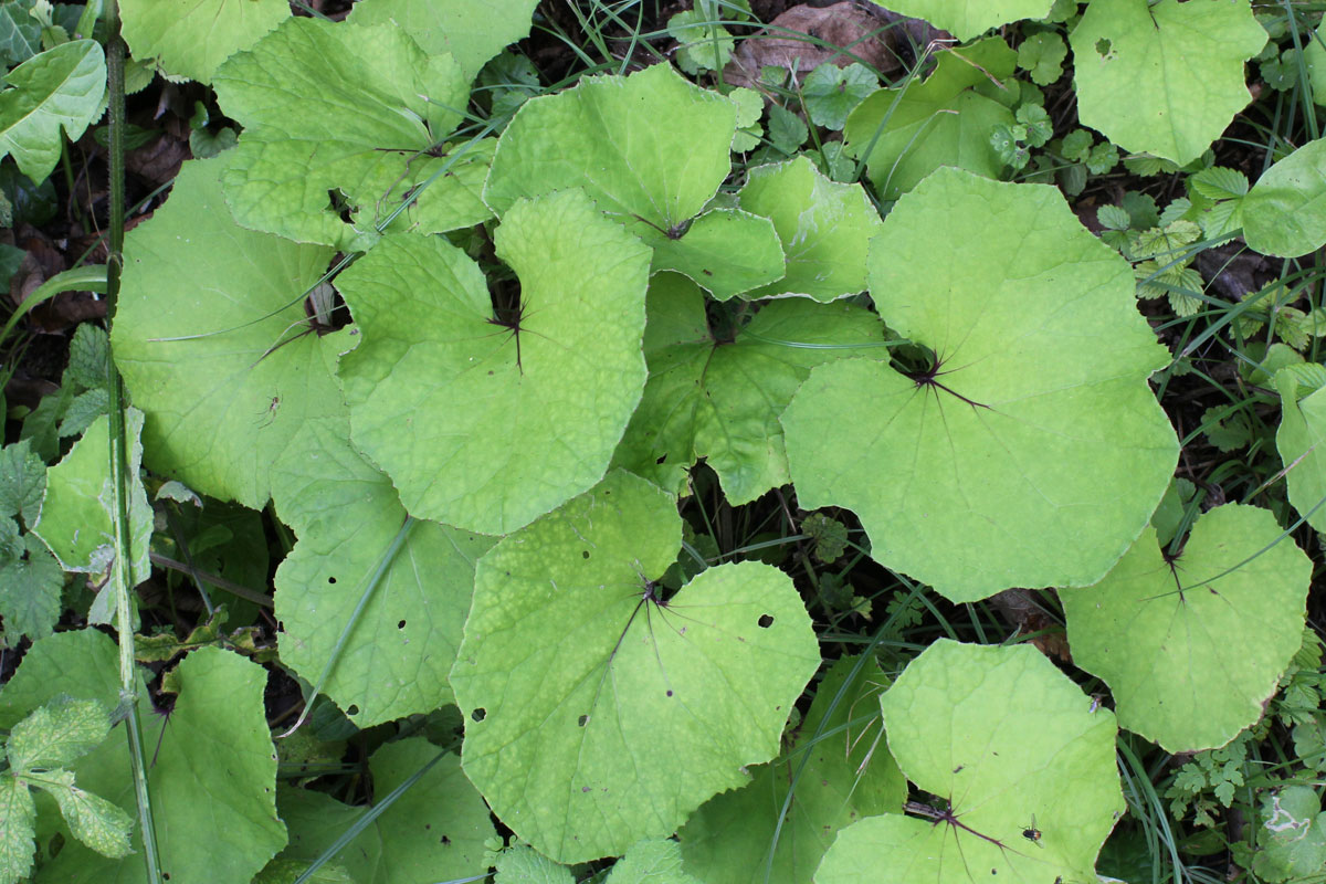 Tussilago farfara