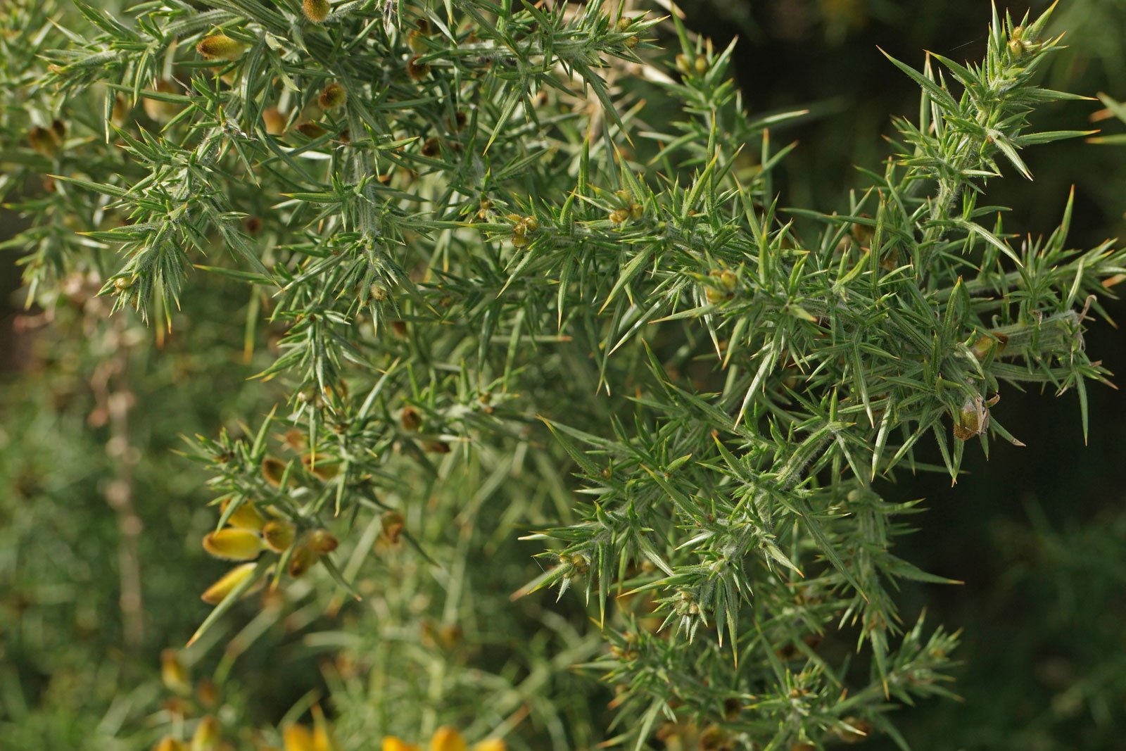 Ulex europaeus