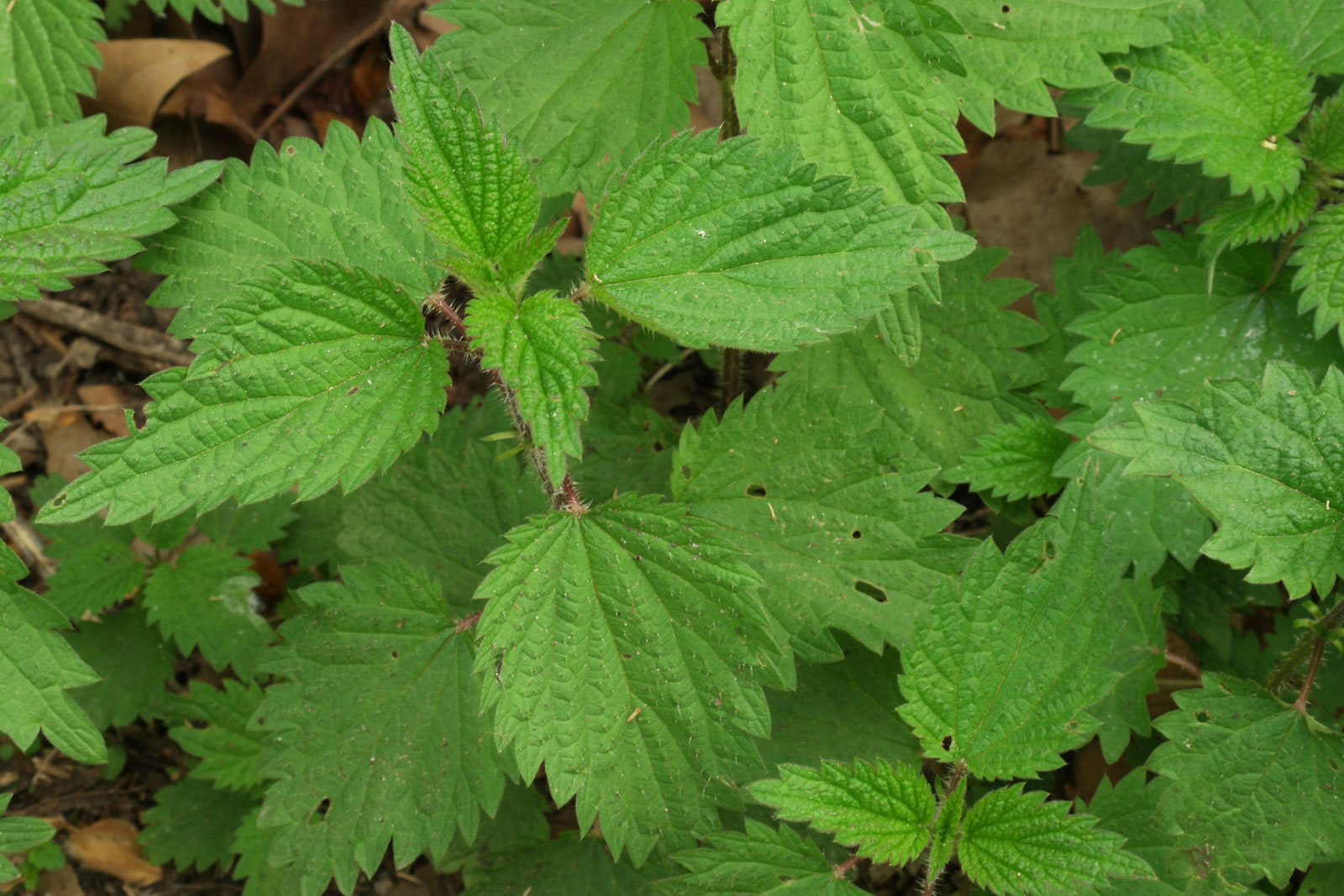 Urtica dioica