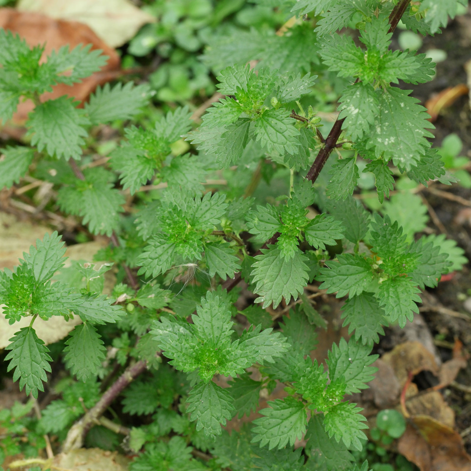 Urtica urens