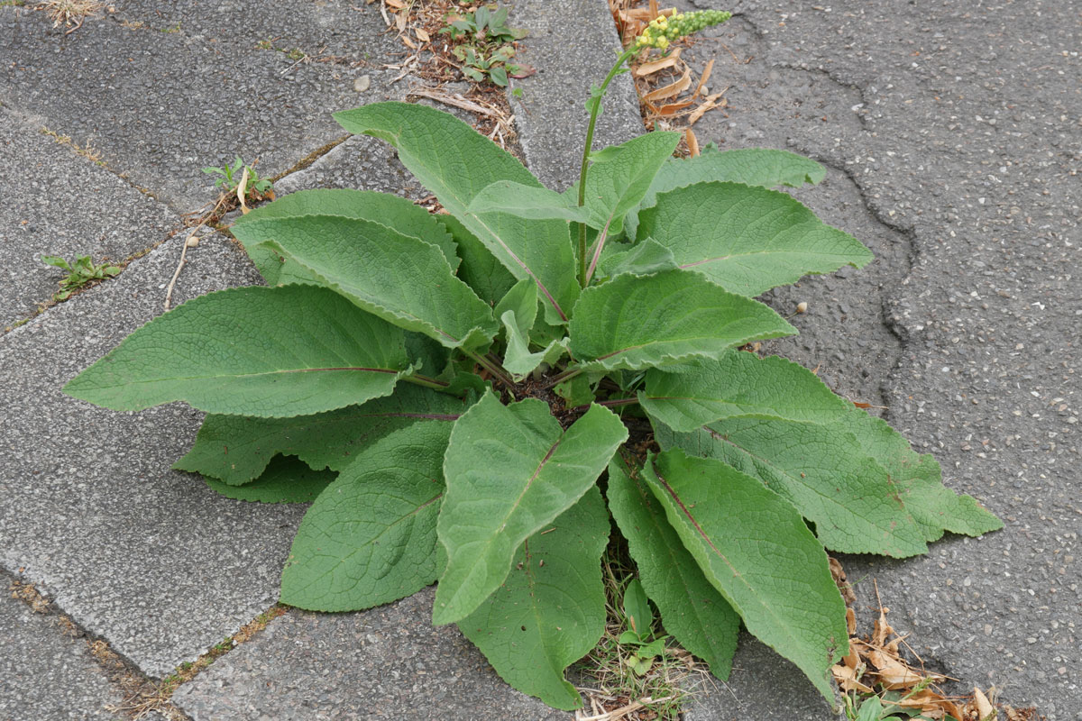 Verbascum nigrum
