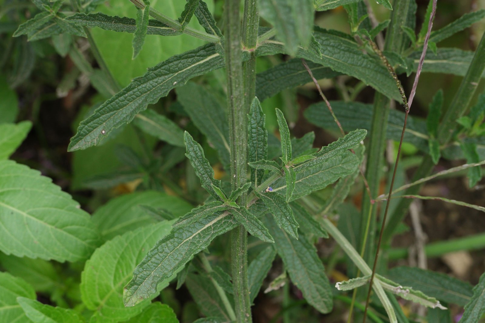 Verbena bonariensis