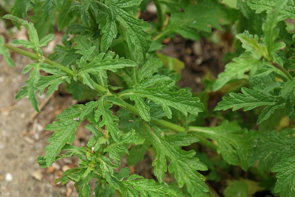 Verbena officinalis