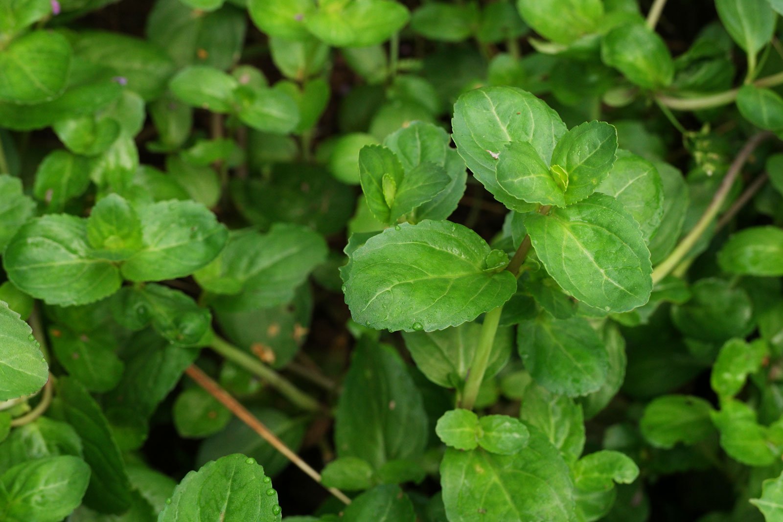 Veronica beccabunga