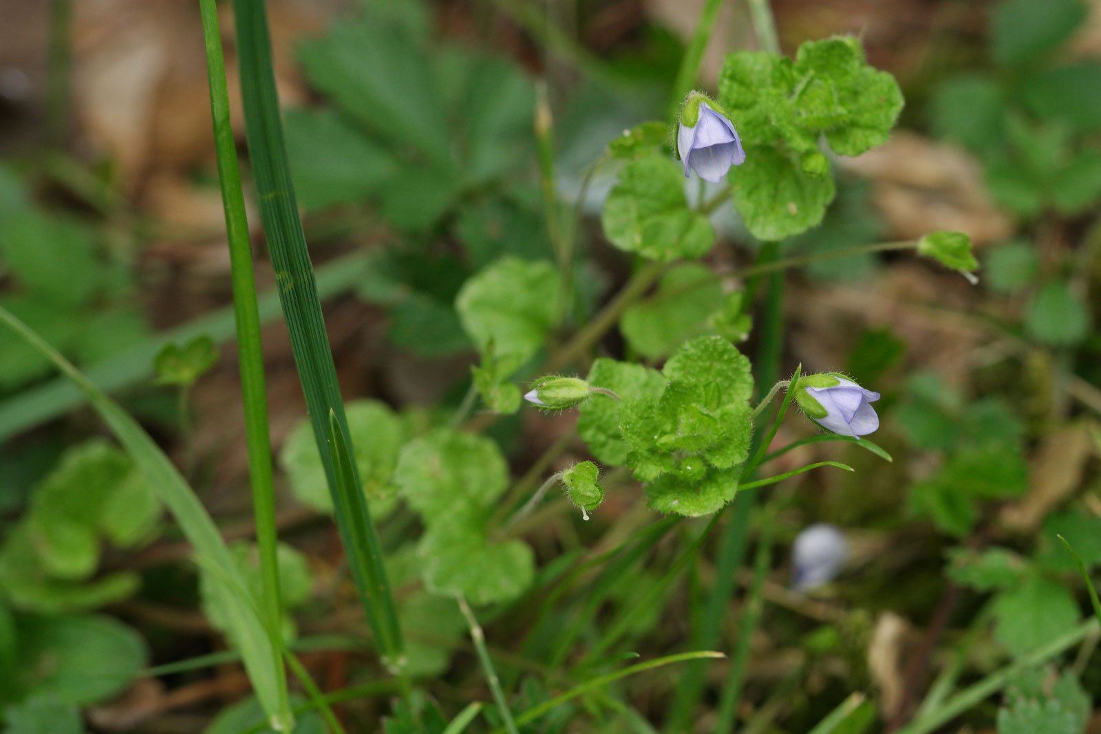 Veronica filiformis