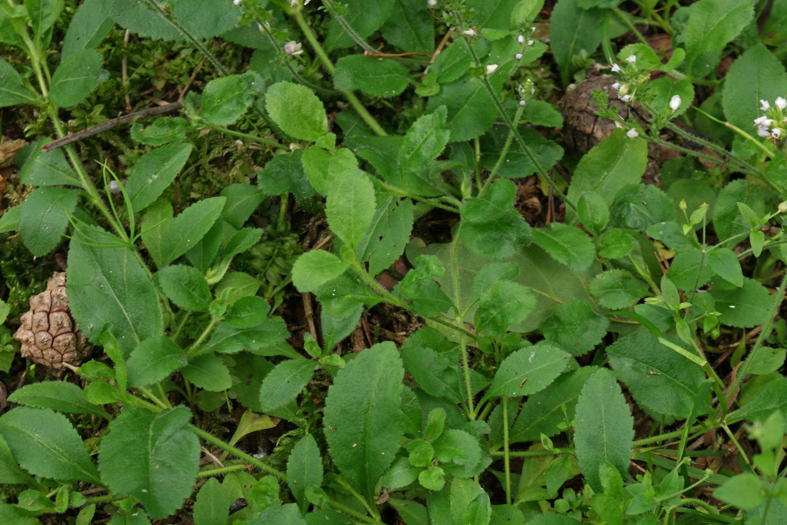 Veronica officinalis