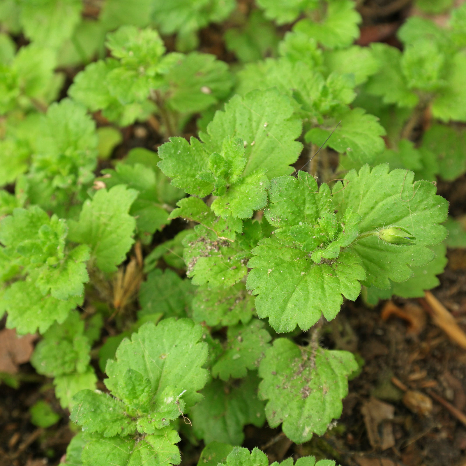 Veronica persica