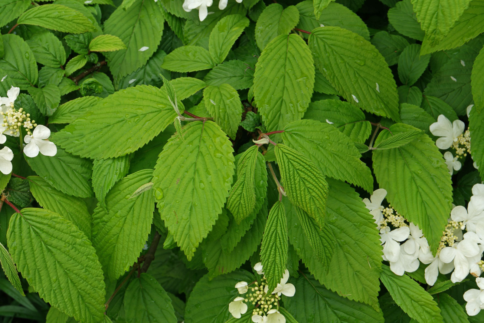 Viburnum plicatum