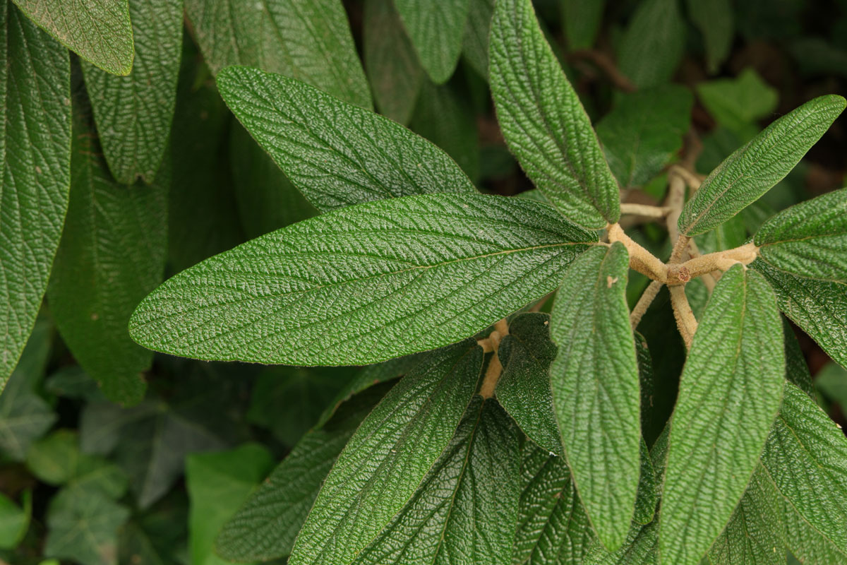 Viburnum rhytidophyllum