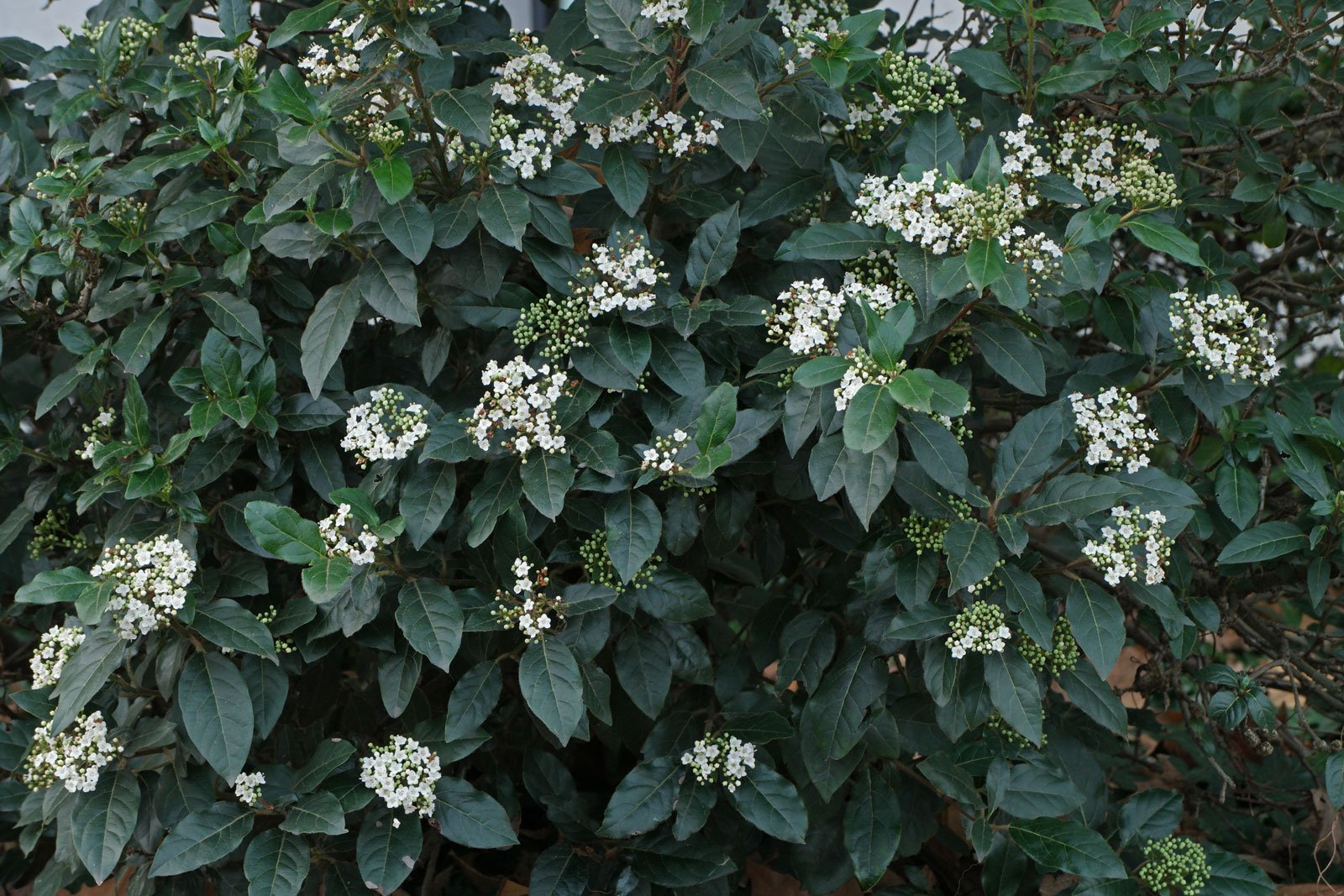 Viburnum tinus