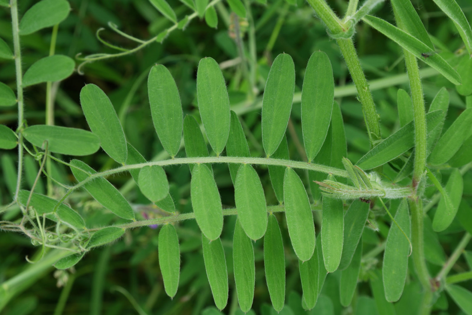 Vicia villosa