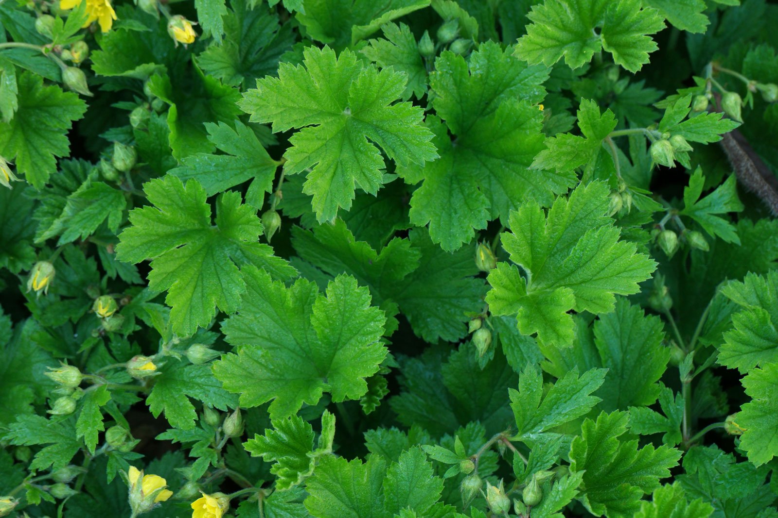 Waldsteinia geoides