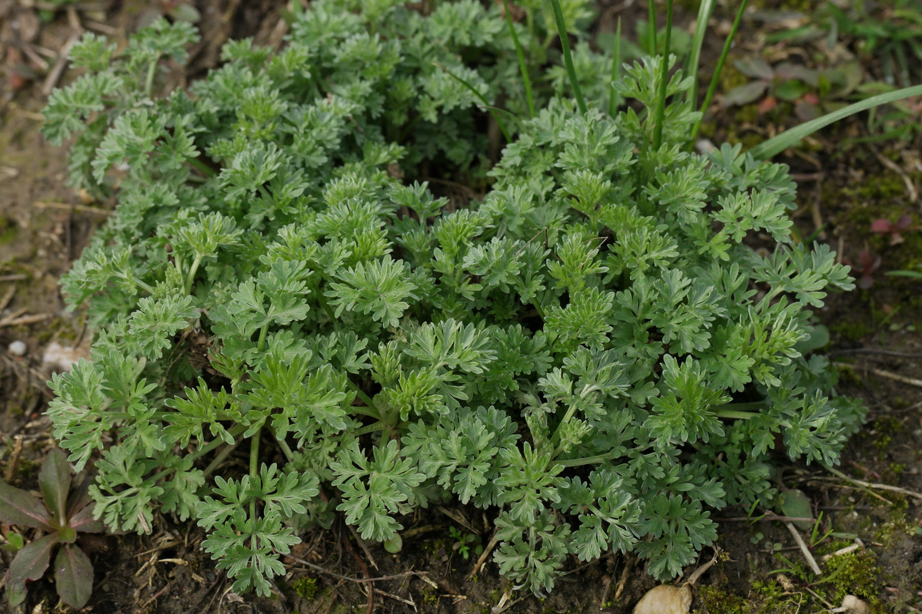 Artemisia absinthium
