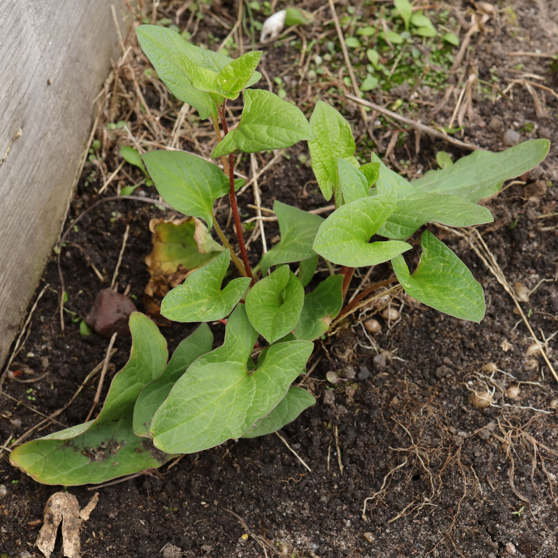 Blitum bonus henricus
