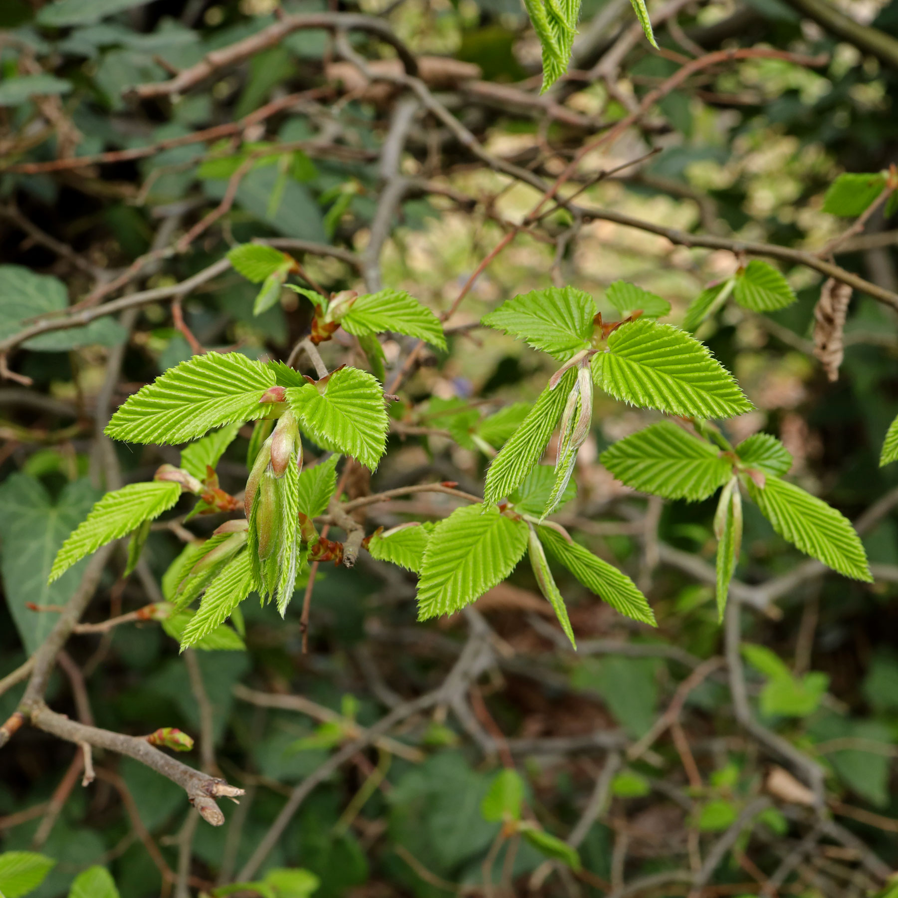 Carpinus betulus