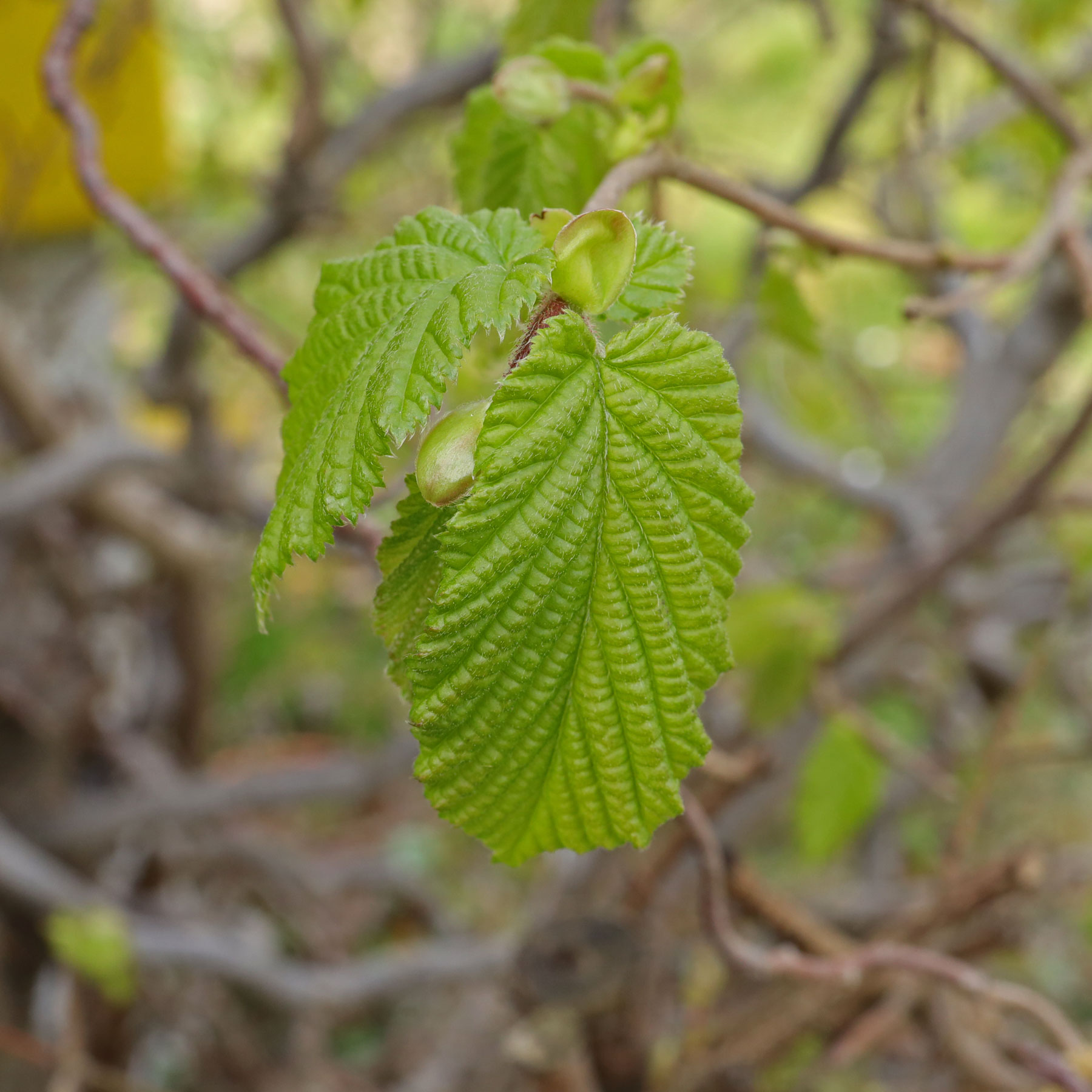 Corylus avellana Contorta