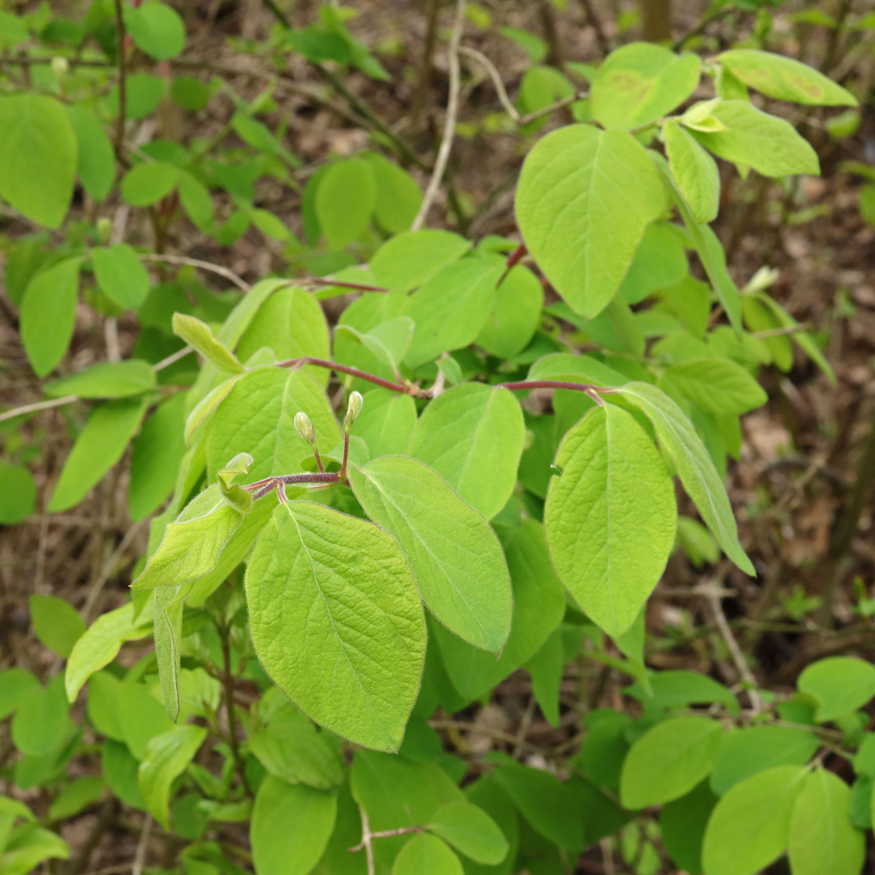 Lonicera xylosteum
