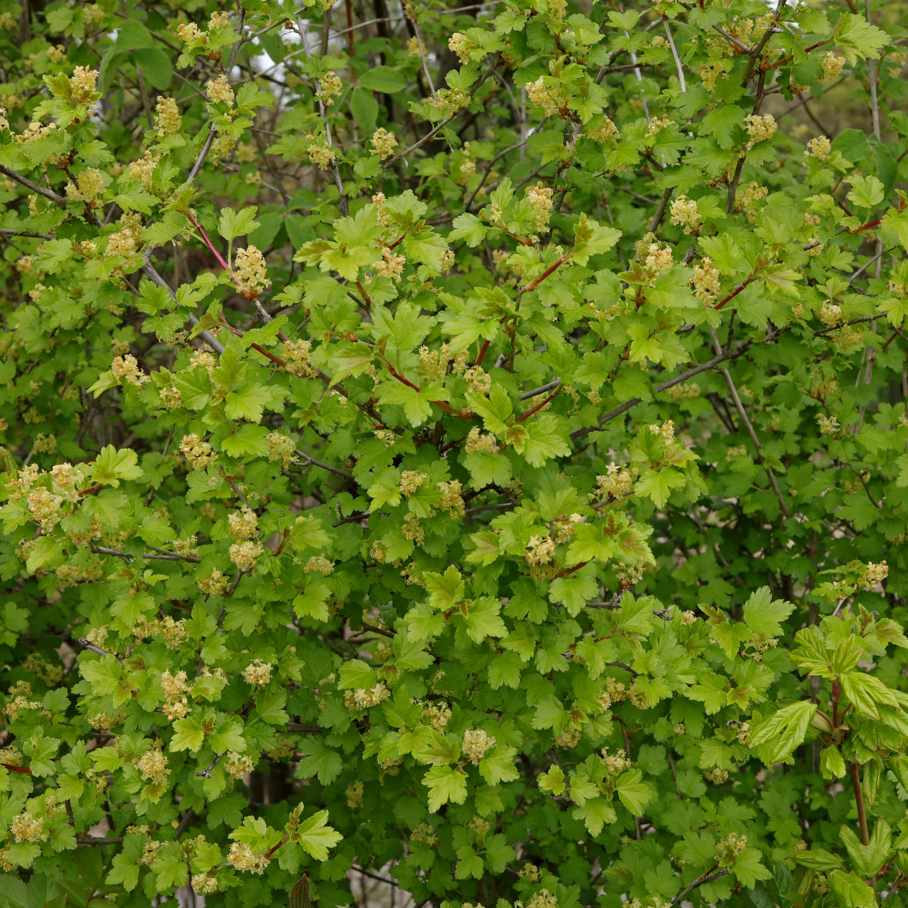Ribes alpinum