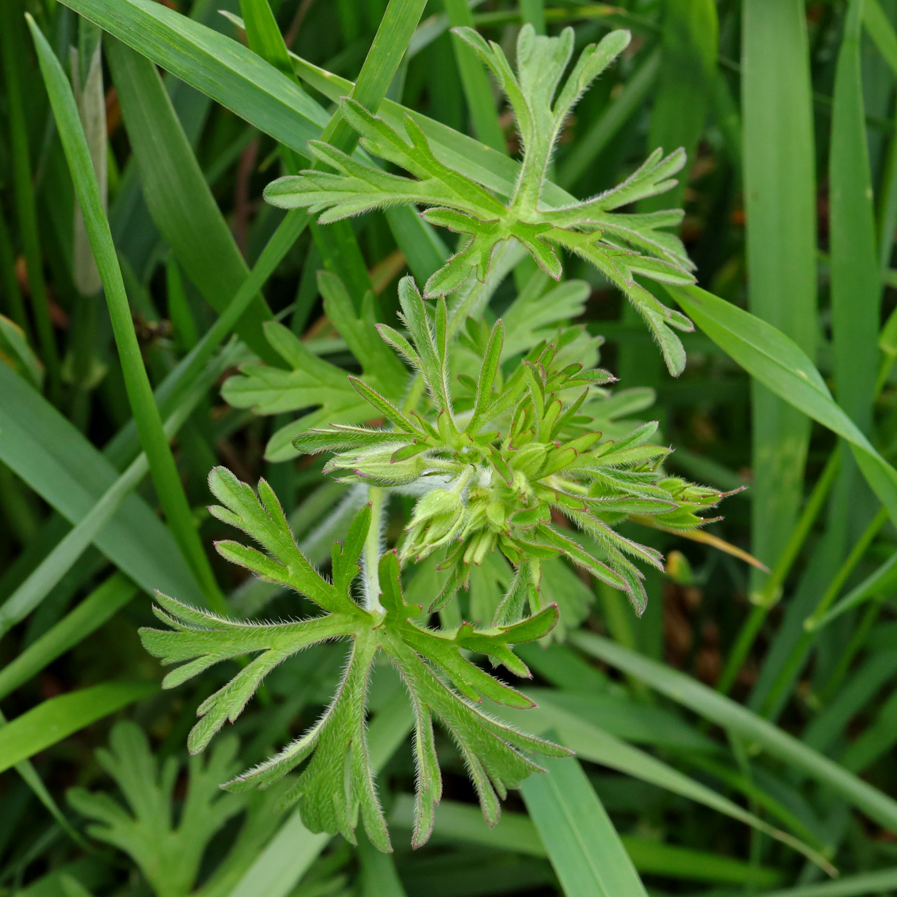 Geranium dissectum