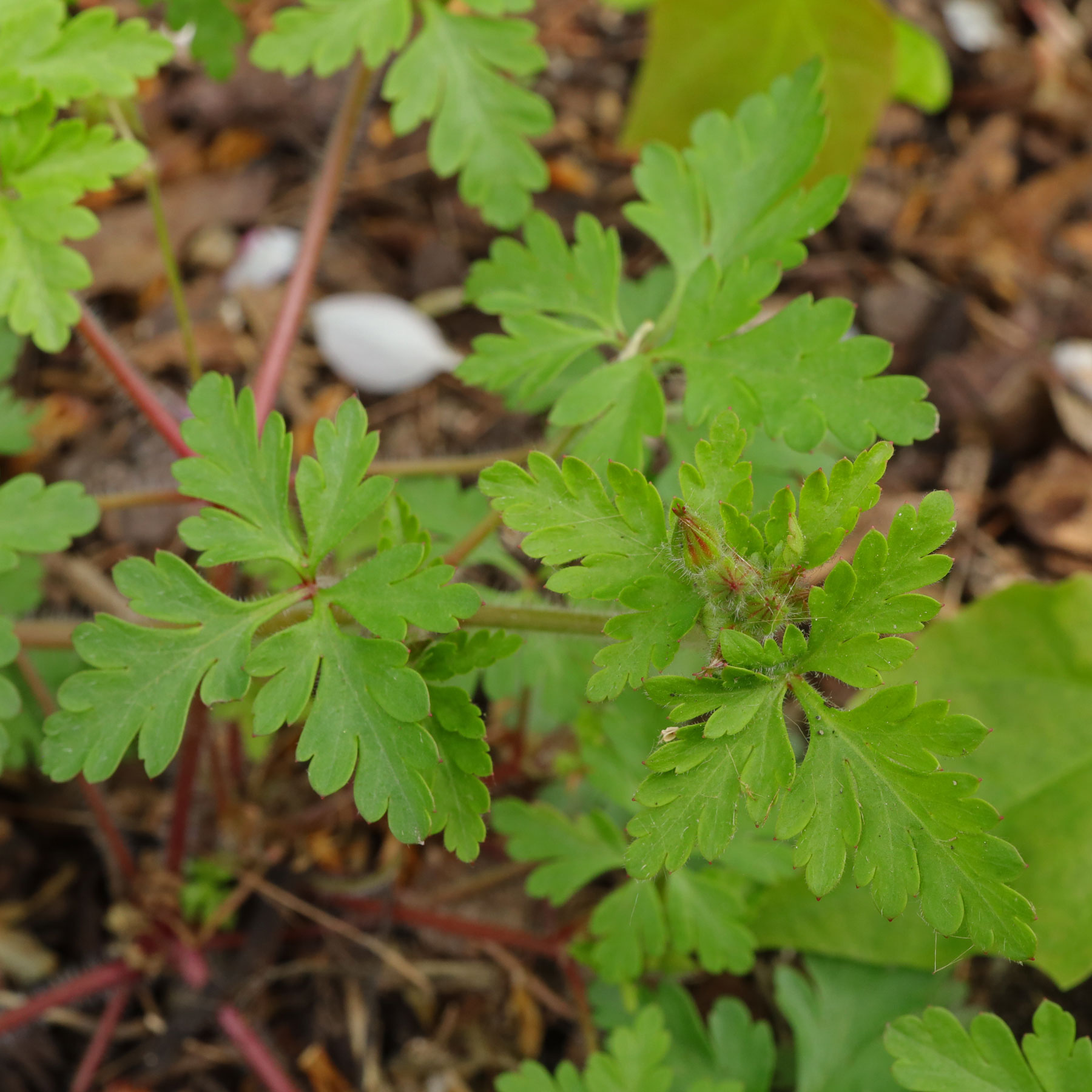 Geranium purpureum