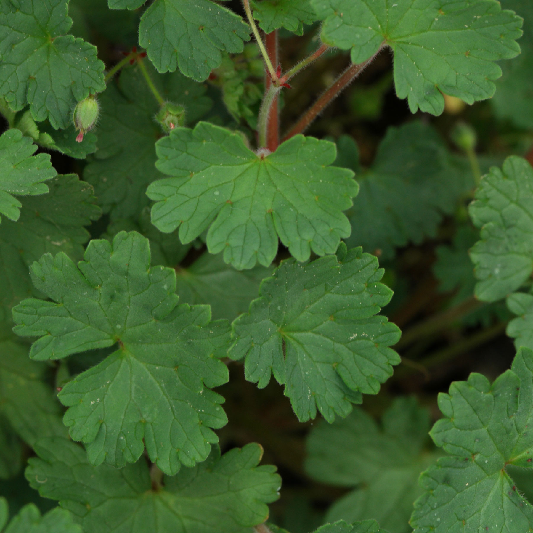 Geranium rotundifolium
