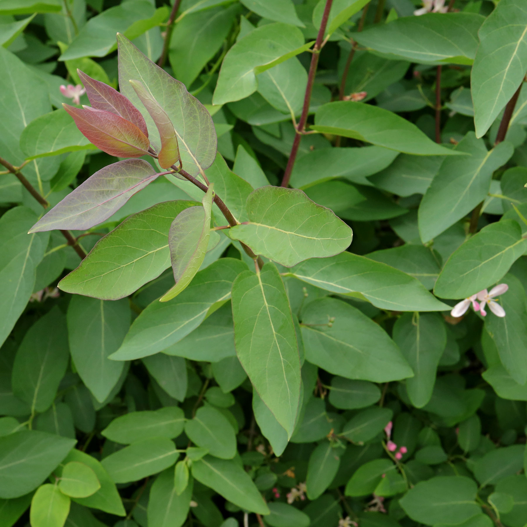 Lonicera tatarica