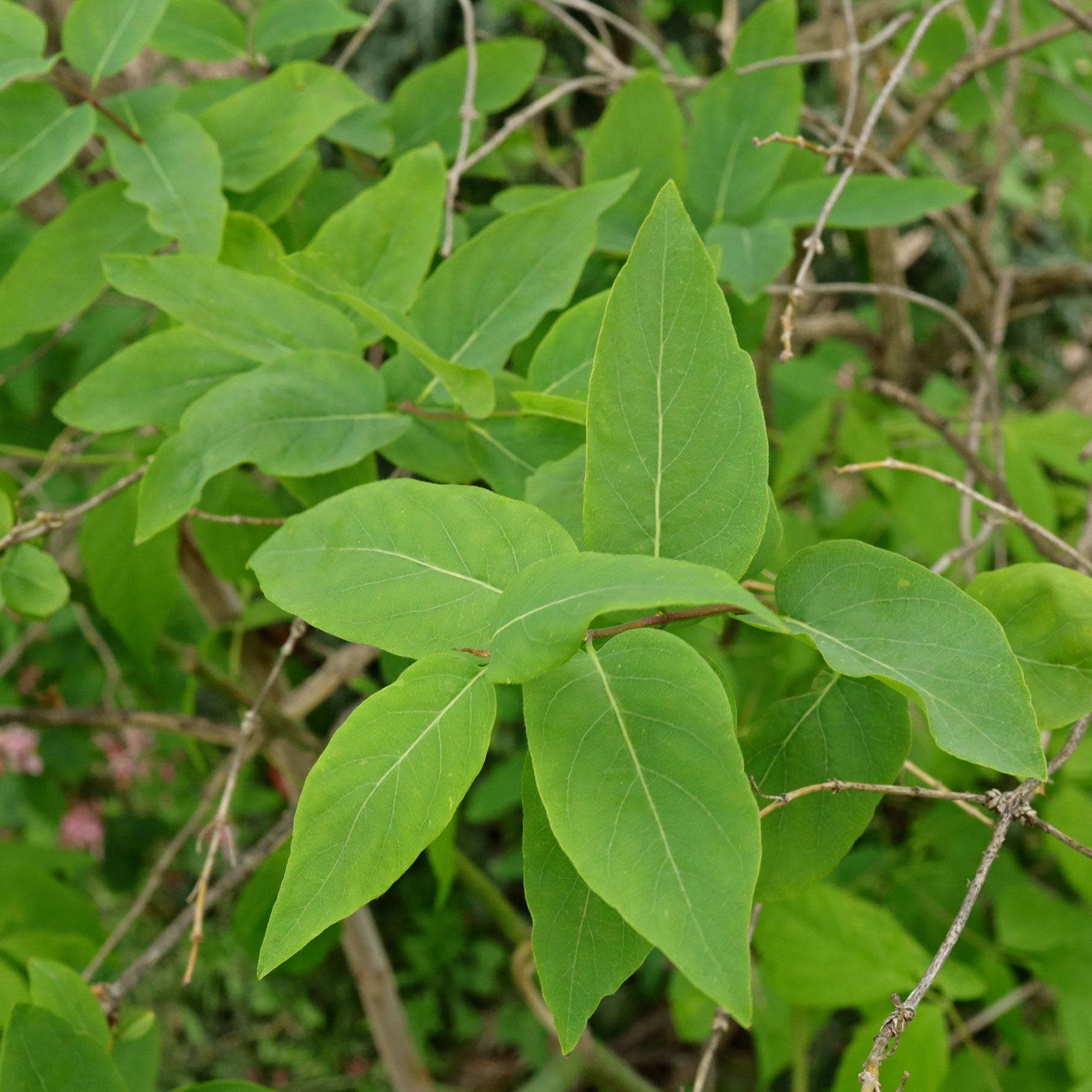 Lonicera tatarica
