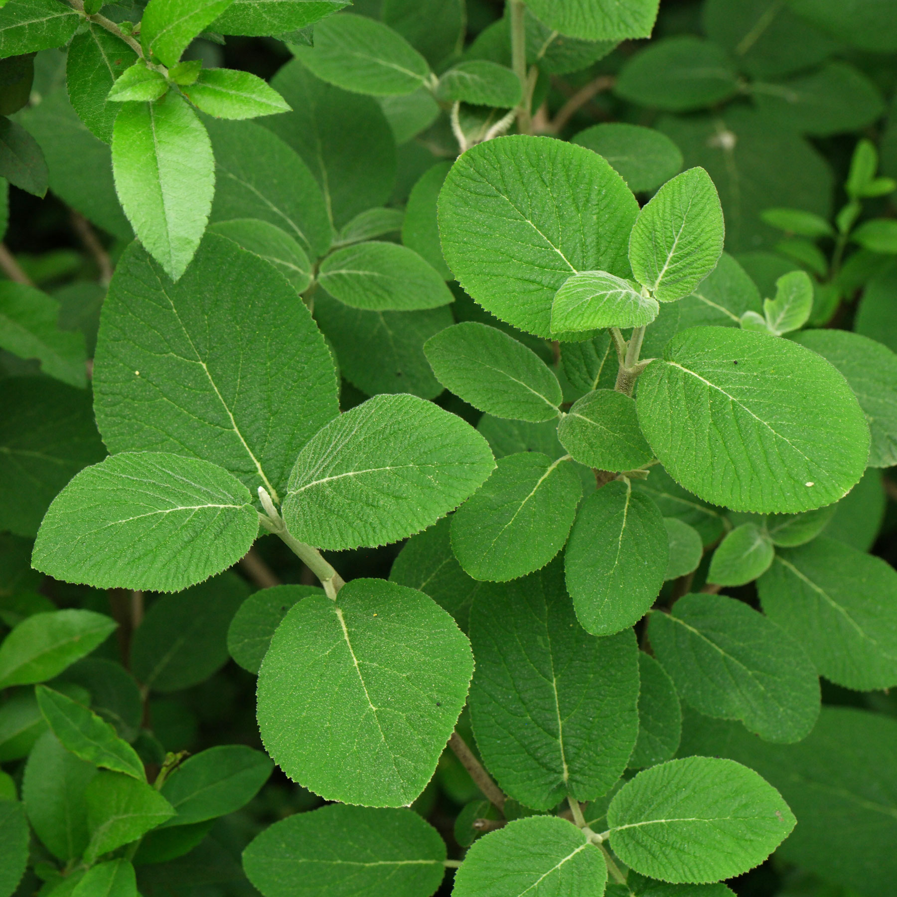 Viburnum lantana