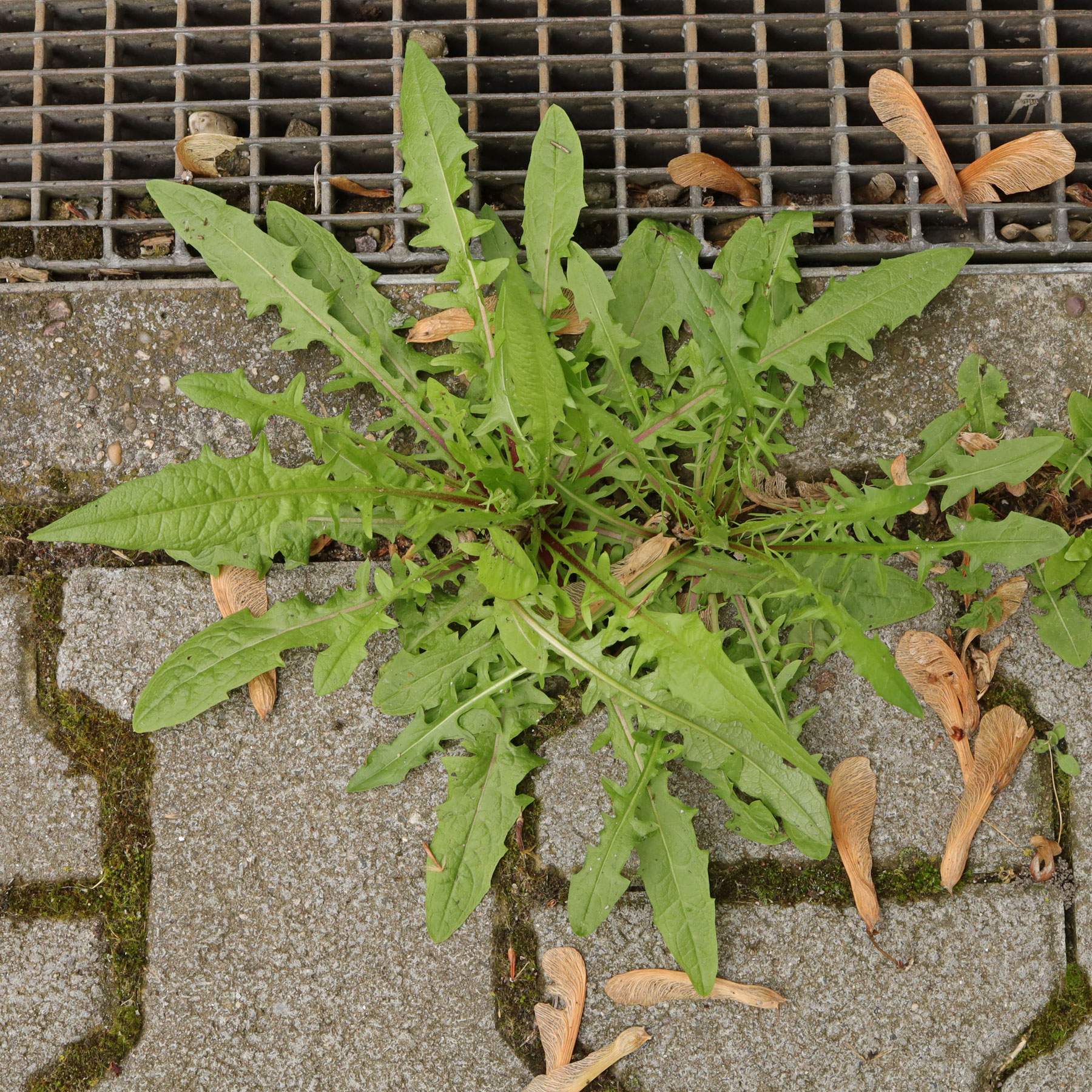 Crepis capillaris