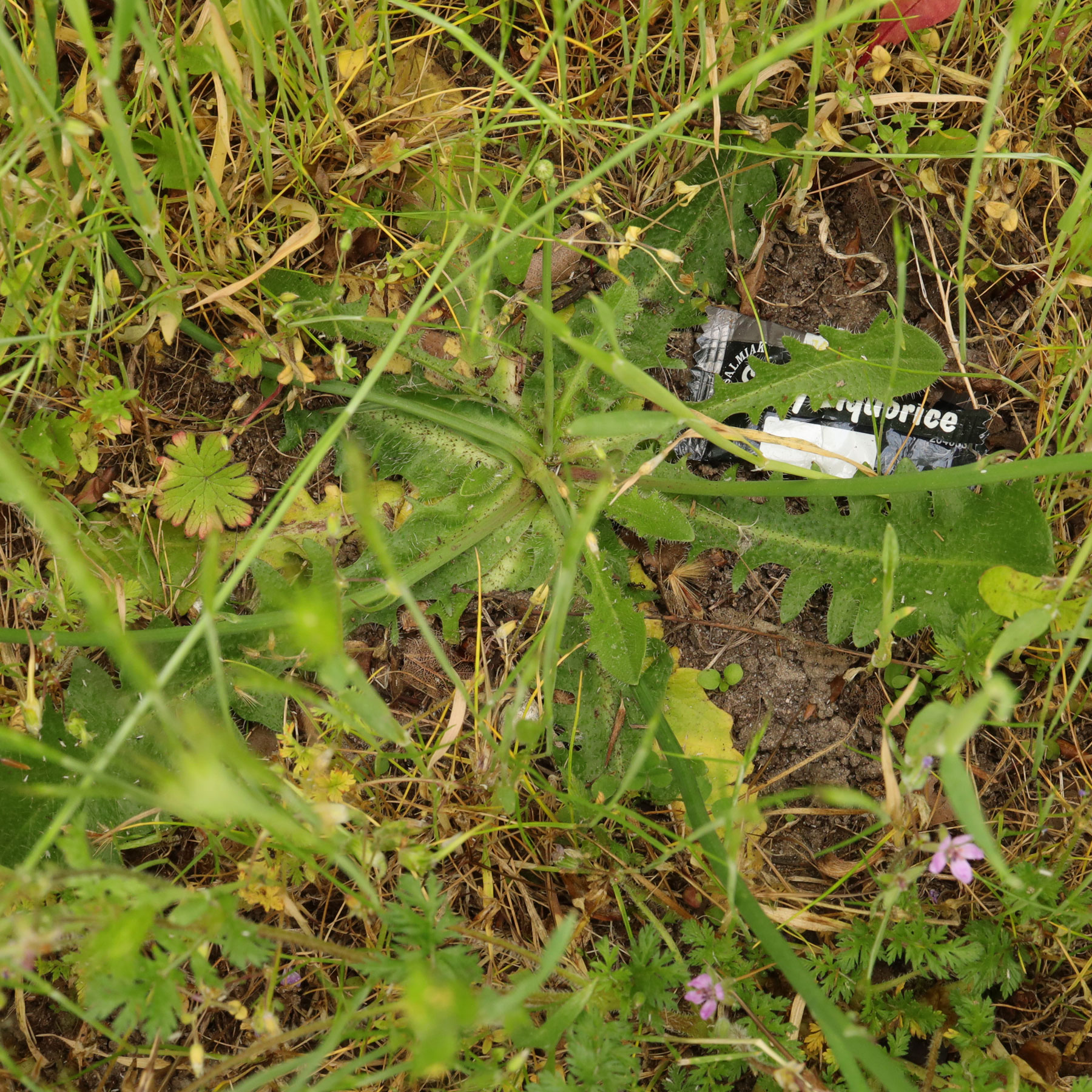 Hypochaeris radicata