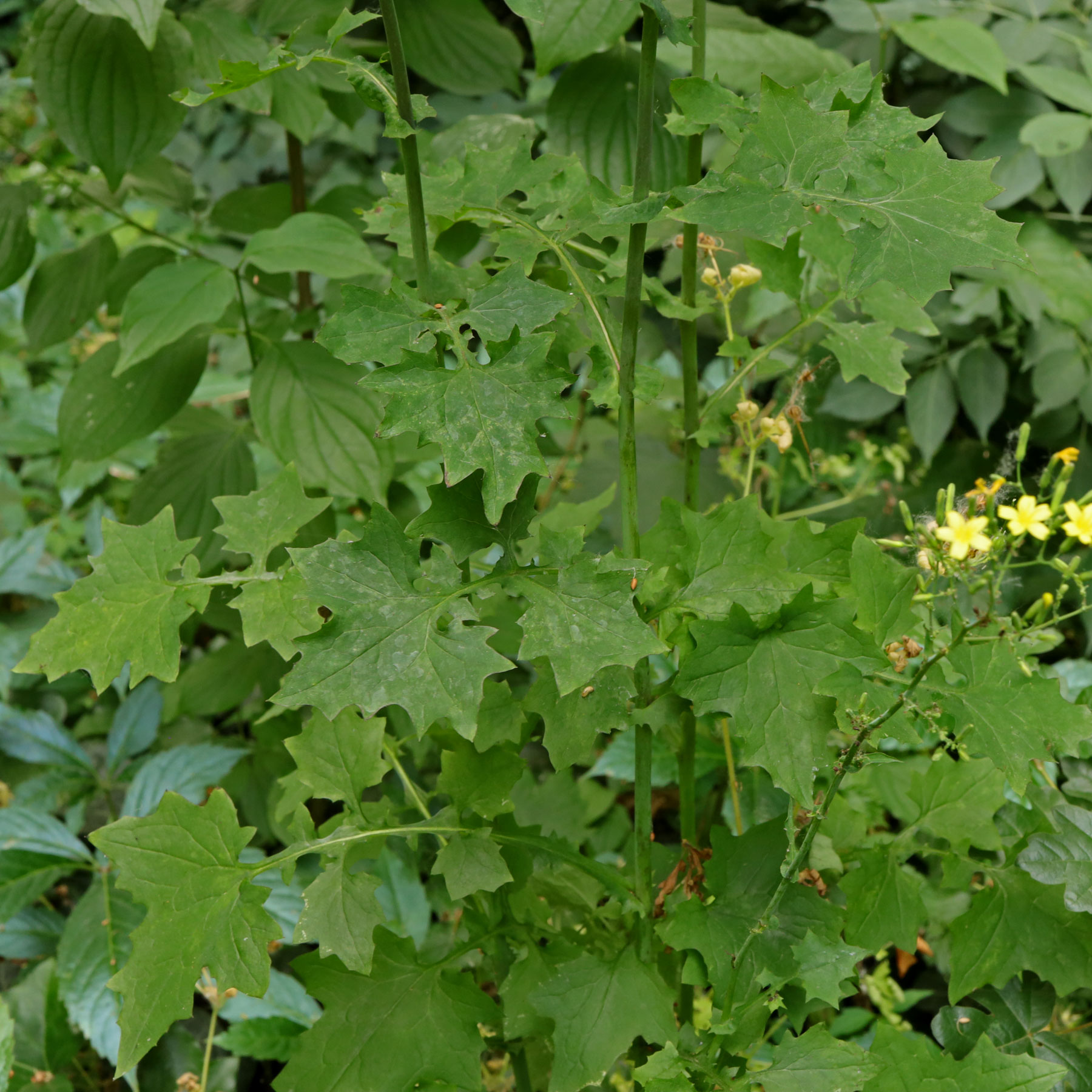 Mycelis muralis