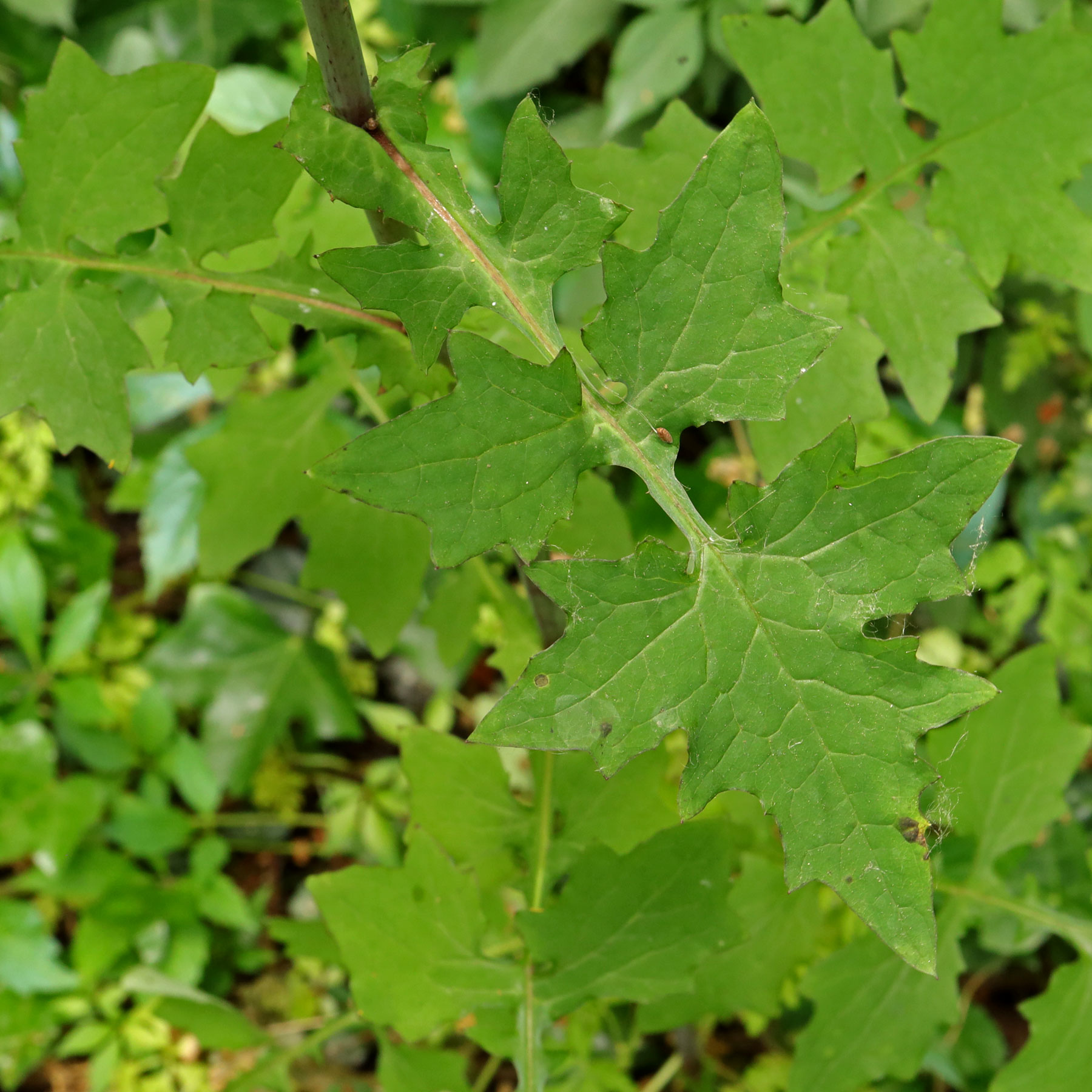 Mycelis muralis