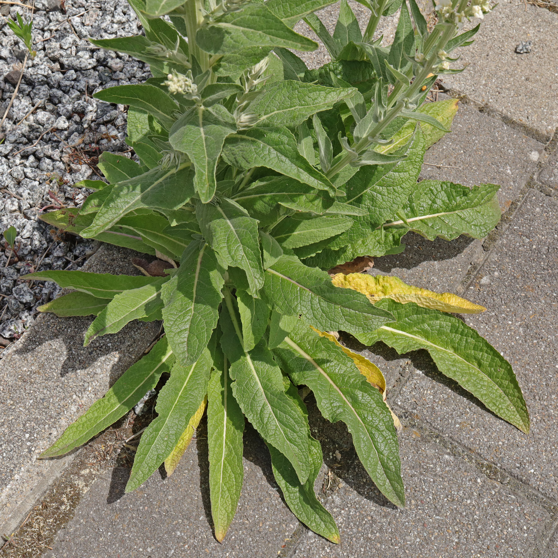 Verbascum lychnitis