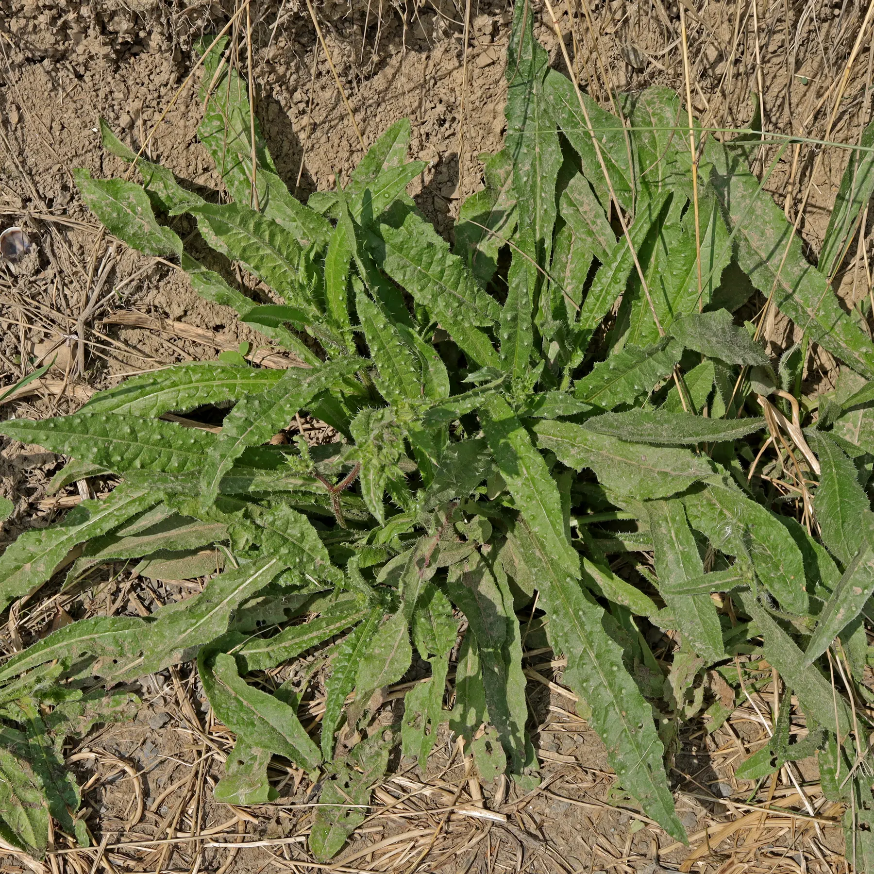 Helminthotheca echioides