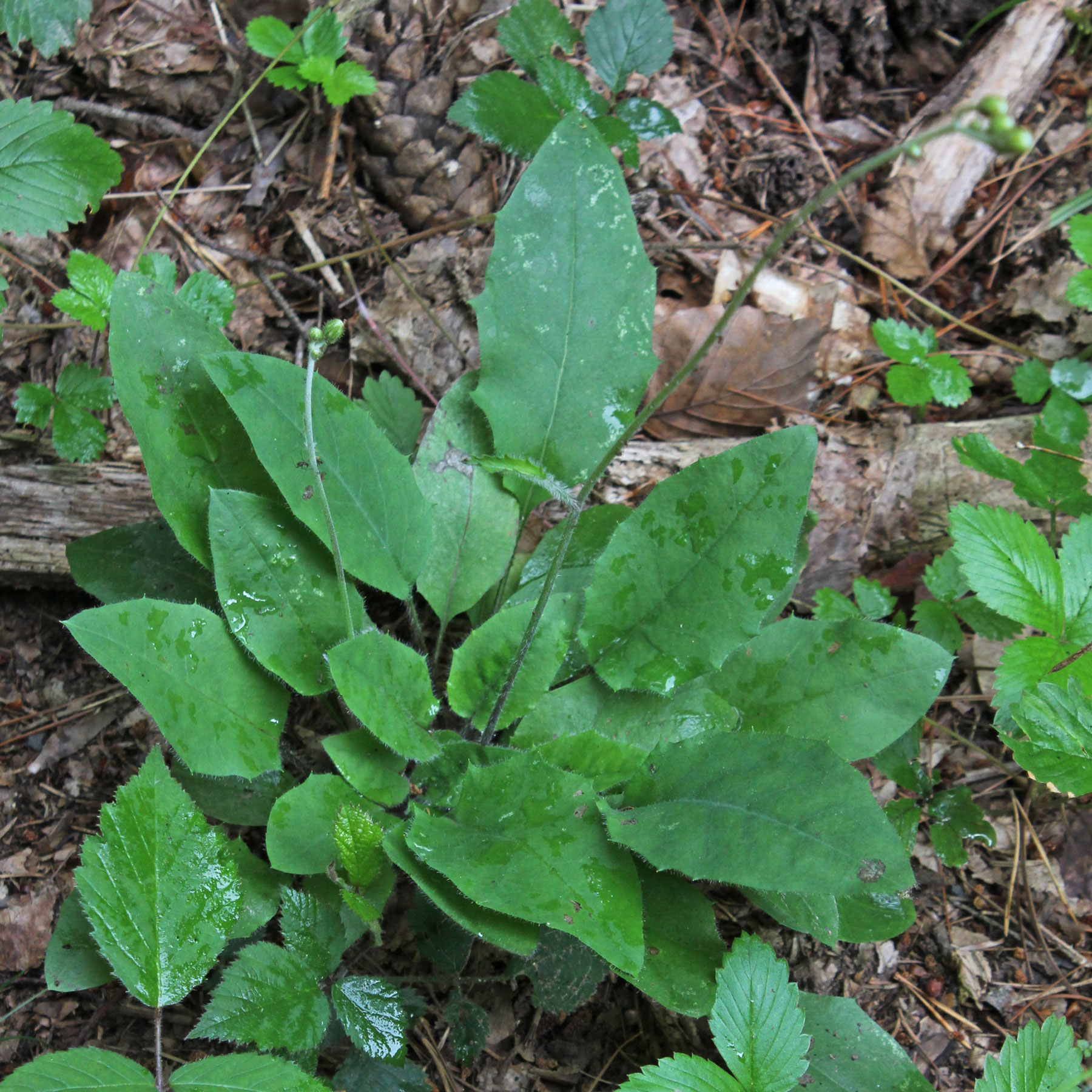 Hieracium murorum