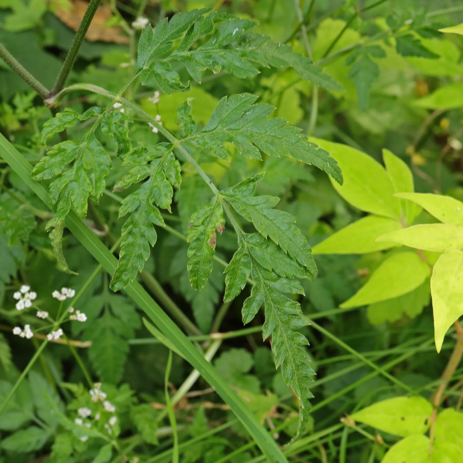 Torilis arvensis