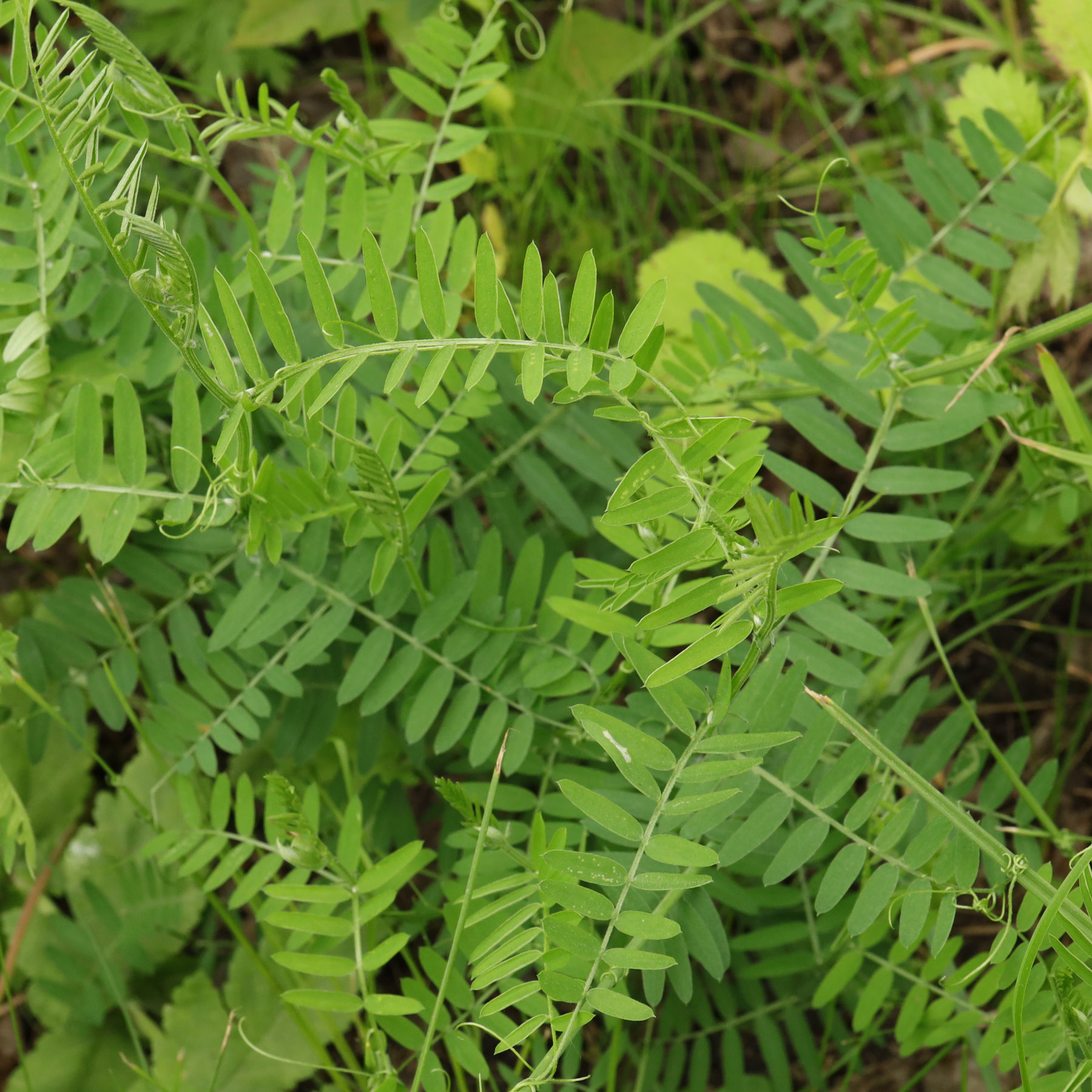 Vicia sepium