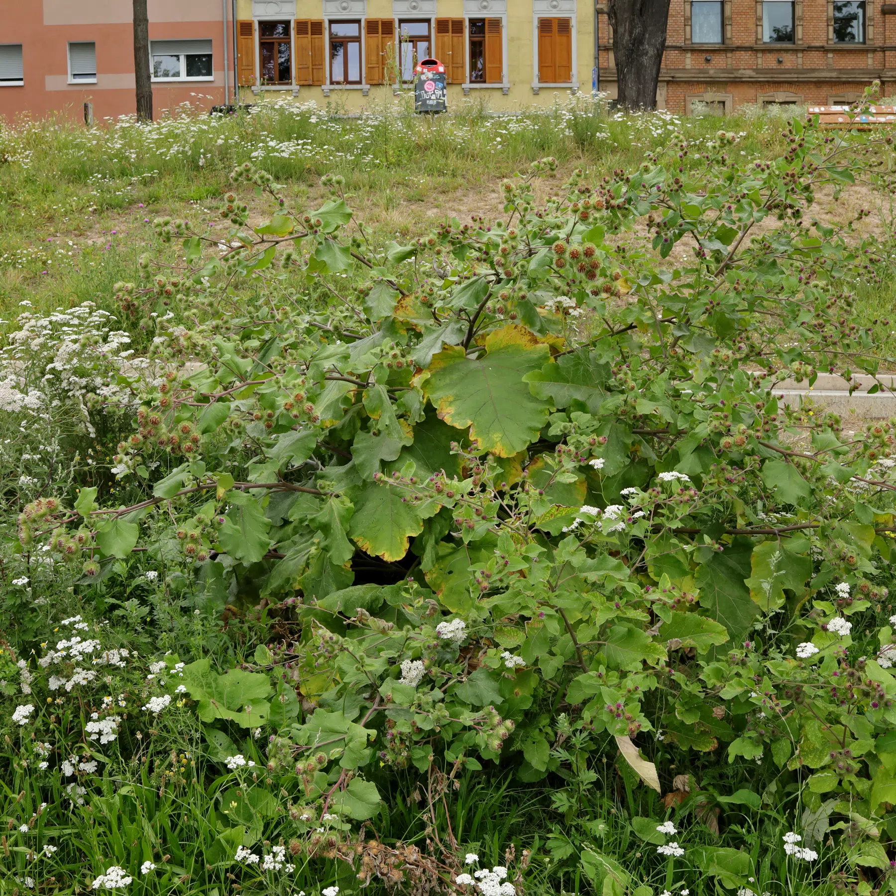Arctium nemorosum