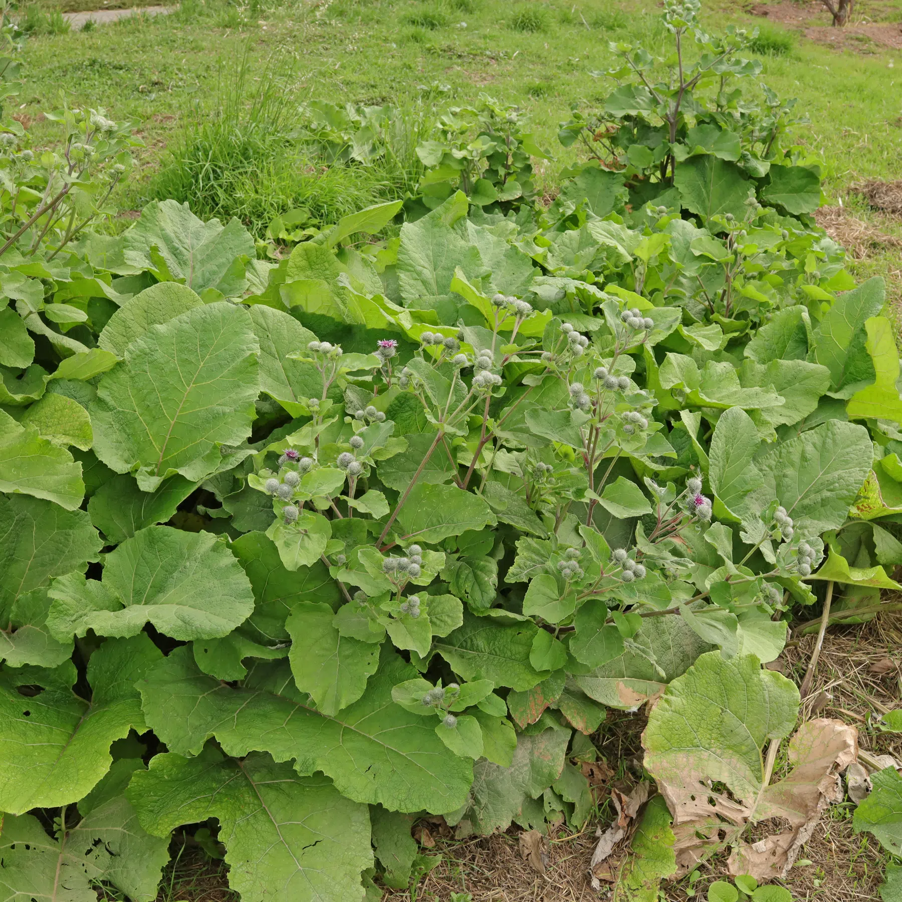 Arctium tomentosum